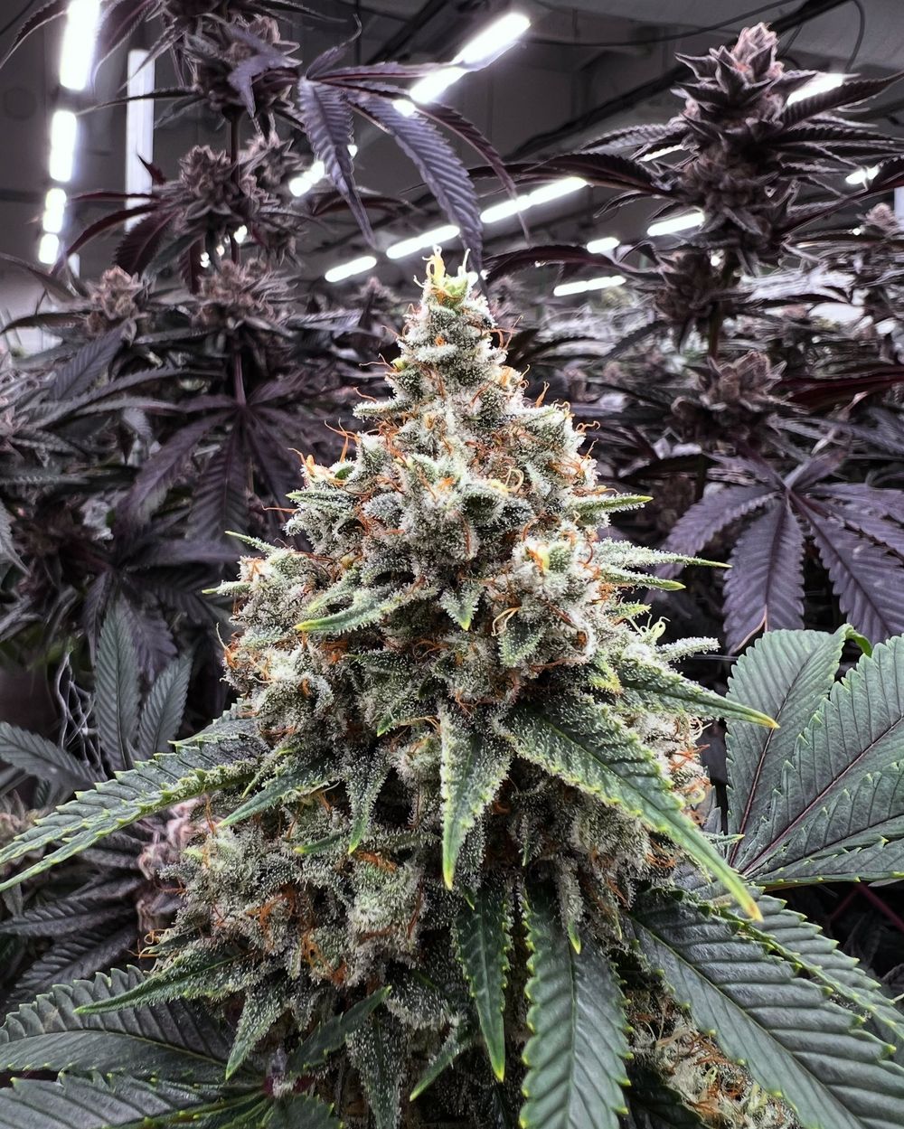 A mature flower on the plant in Silver Sap's indoor grow, under LED lights.